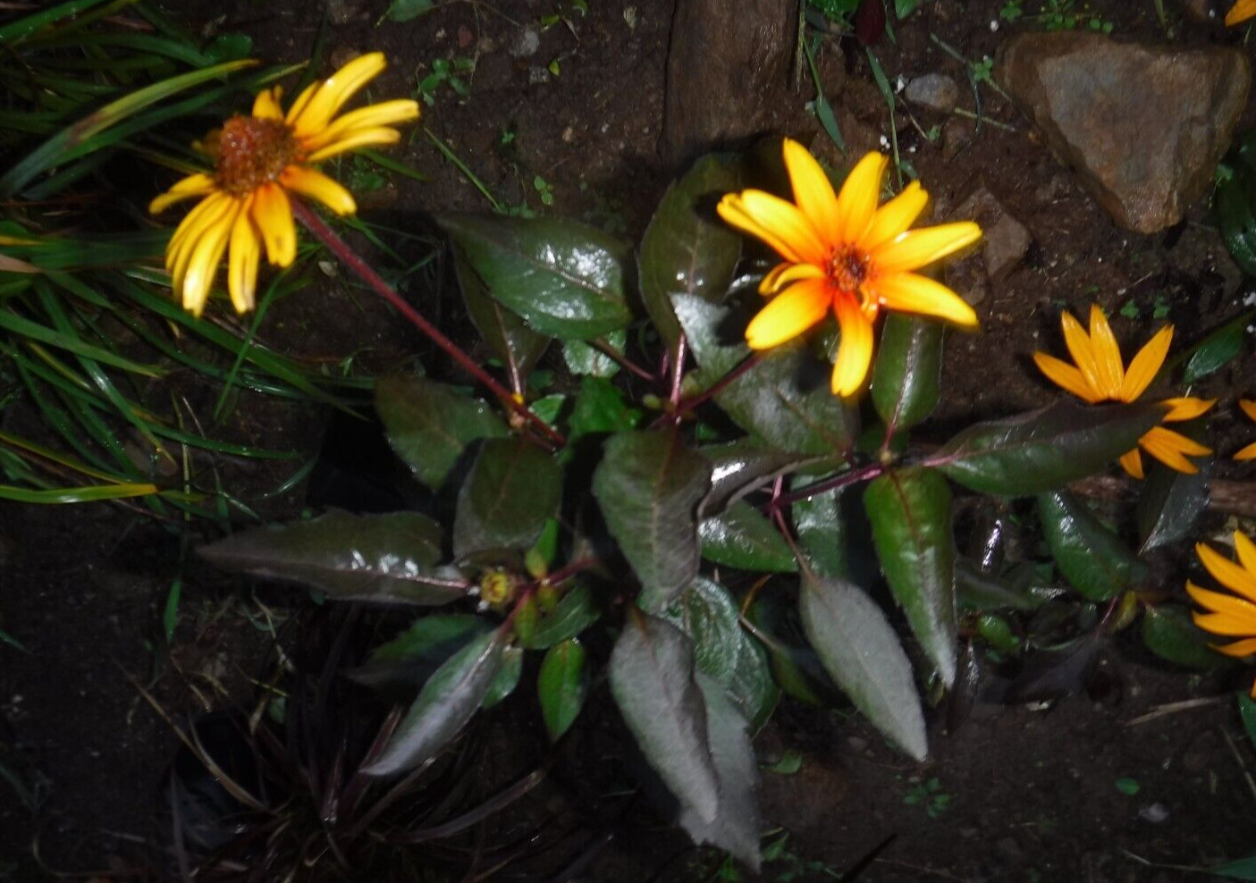 Heliopsis, Burning heart, perennial 15 seeds