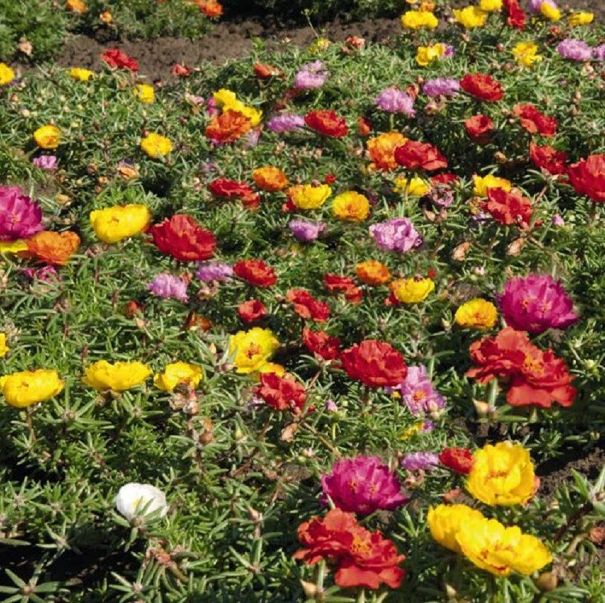 Portulaca Seeds Sundial Mix Caliente 50 Multi Pelleted Seeds