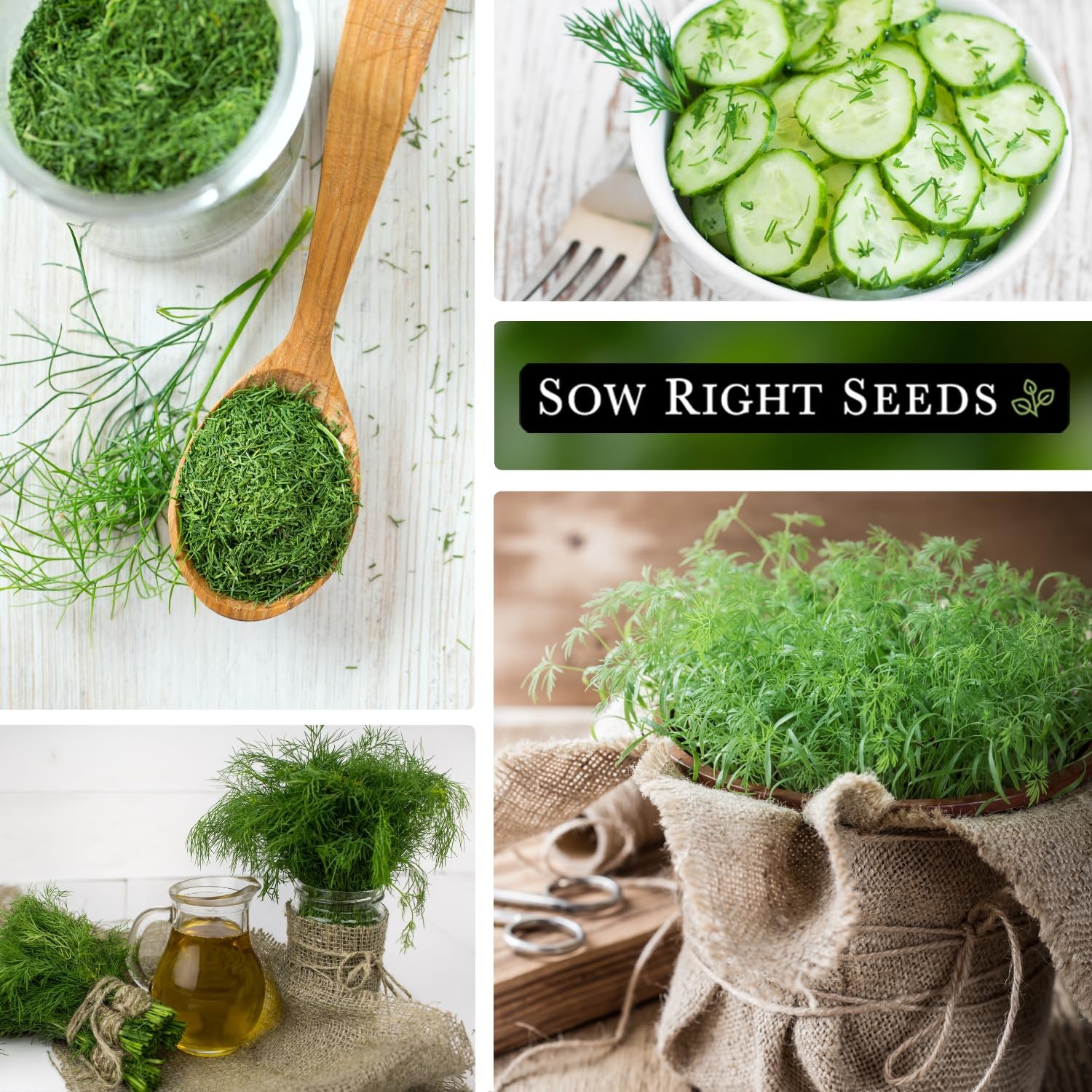 – Compact Dill Seeds for Planting – Non-GMO Heirloom Packet with Instructions…