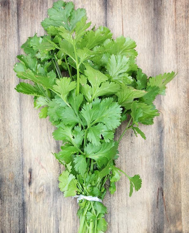 CILANTRO SEEDS, CORIANDER LEAVES, 香菜, 고수, RAU MÙI, NGÒ RÍ |NEW SEEDS|