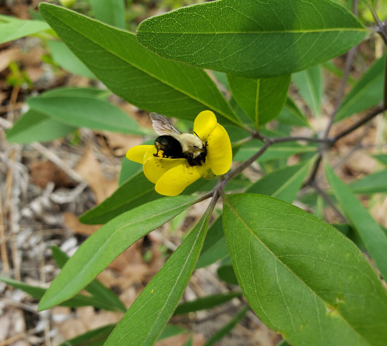 Gopherweed | 15 Seeds | Baptisia Lanceolata | Florida Native Flower | Rare | Bee
