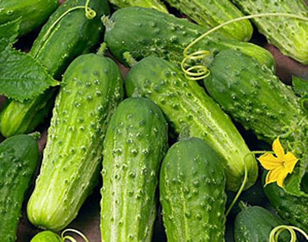 Boston Pickling Cucumber You will get 50 Seeds Free Shipping!