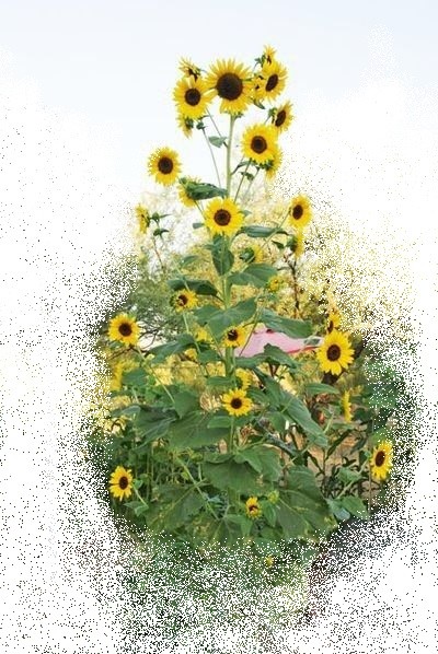 25+ Sunflower Seed 6-10′ Tall Branching Yellow Constant Bloom Organic Untreated