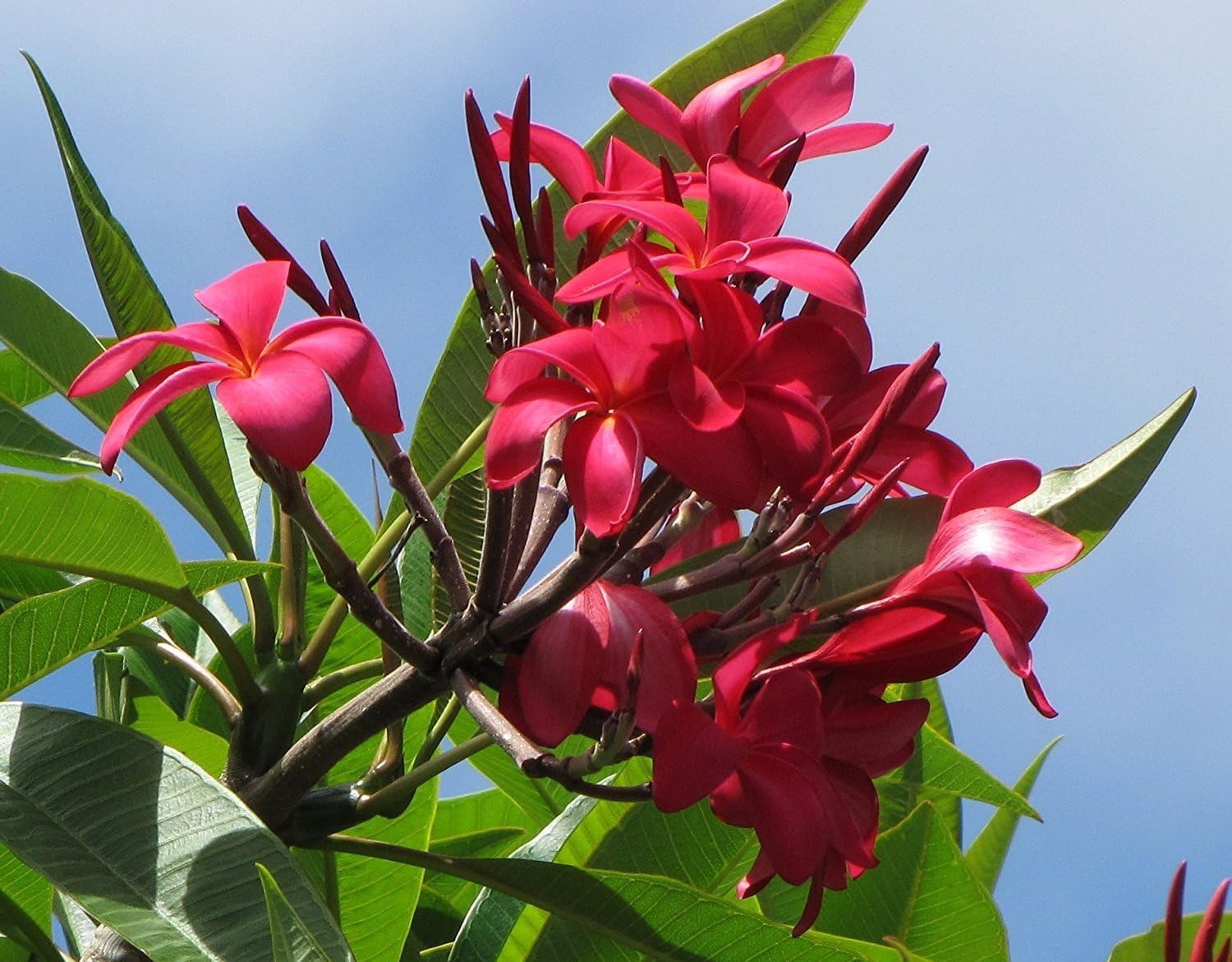 2 HAWAIIAN RED PLUMERIA FRANGIPANI PLANT CUTTINGS – FRAGRANT EASY TO GROW