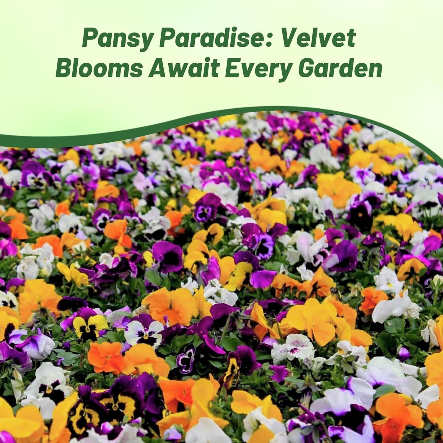 1000 Seeds Pansy Seeds – Velvet Pansy Flower Seed Mix