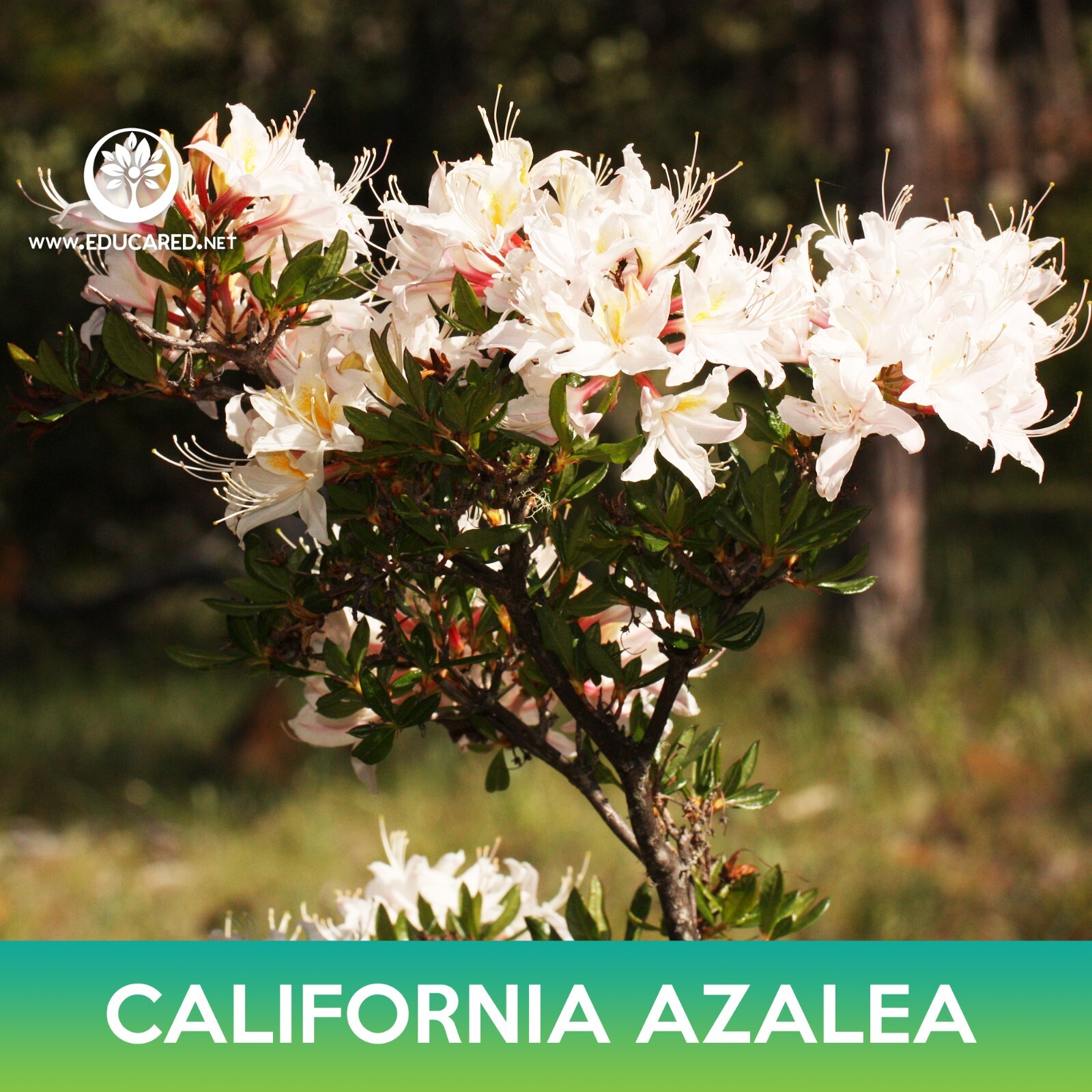 California Azalea Tree Seeds, Western Azalea, Rhododendron occidentale