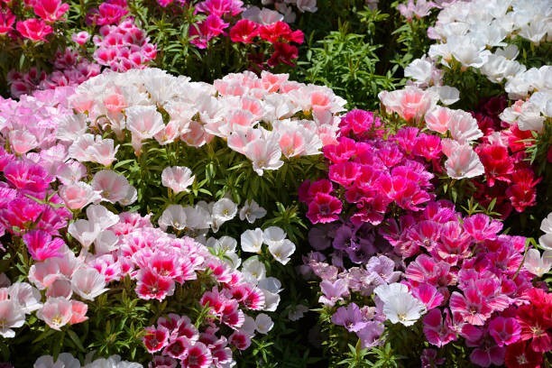 300 FAREWELL TO SPRING SEEDS | SALE FREE SHIPPING NON GMO HEIRLOOM