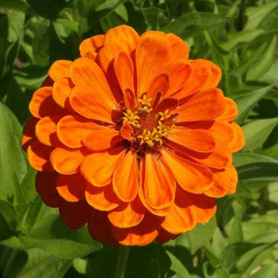 Zinnias CONFETTI Mixed Colors HEIRLOOM Bees Butterflies Pollinators 100 Seeds!