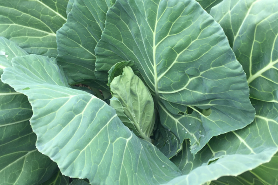 800+ Champion COLLARDS SEEDS ORGANIC NON-GMO, NEW Season