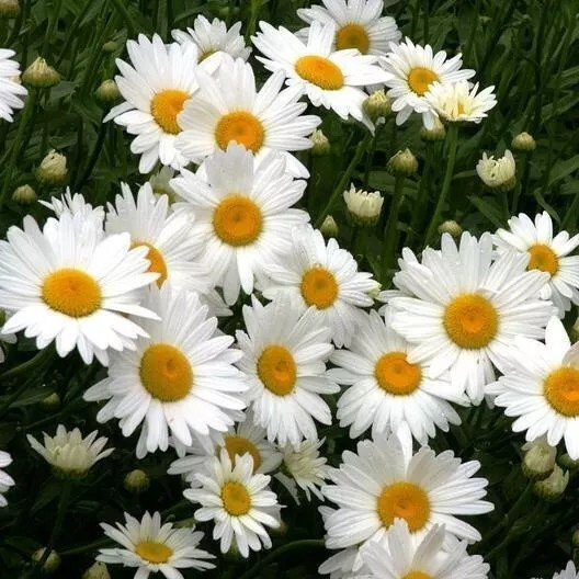 200+ SHASTA DAISY SEEDS – HEIRLOOM – Chrysanthemum Perennial —– CUT FLOWERS