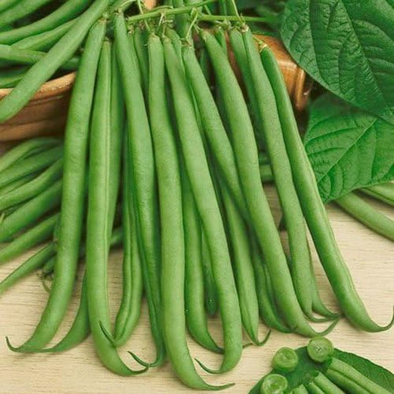 Seed Needs 170+ Top Crop Bean Seeds ‘Bush Variety’ | Phaseolus Vulgaris Heirloom