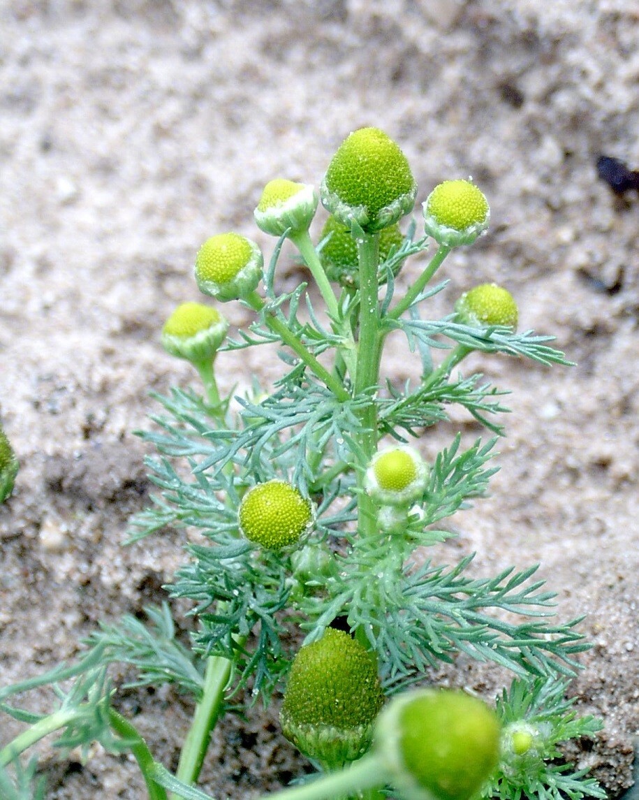 Pineapple Weed (Matricaria discoidea) Seeds