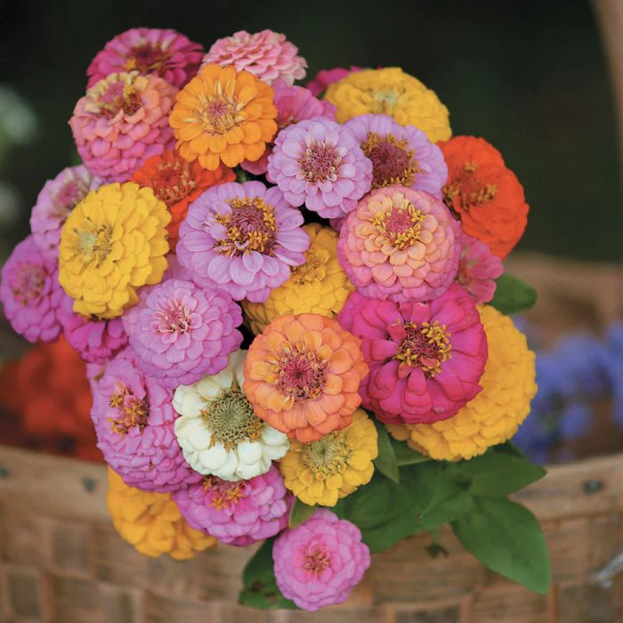 Pumila Mix “Pom Pom” Zinnia Seeds | Dwarf Rainbow Multi Color Flower Seed 2024
