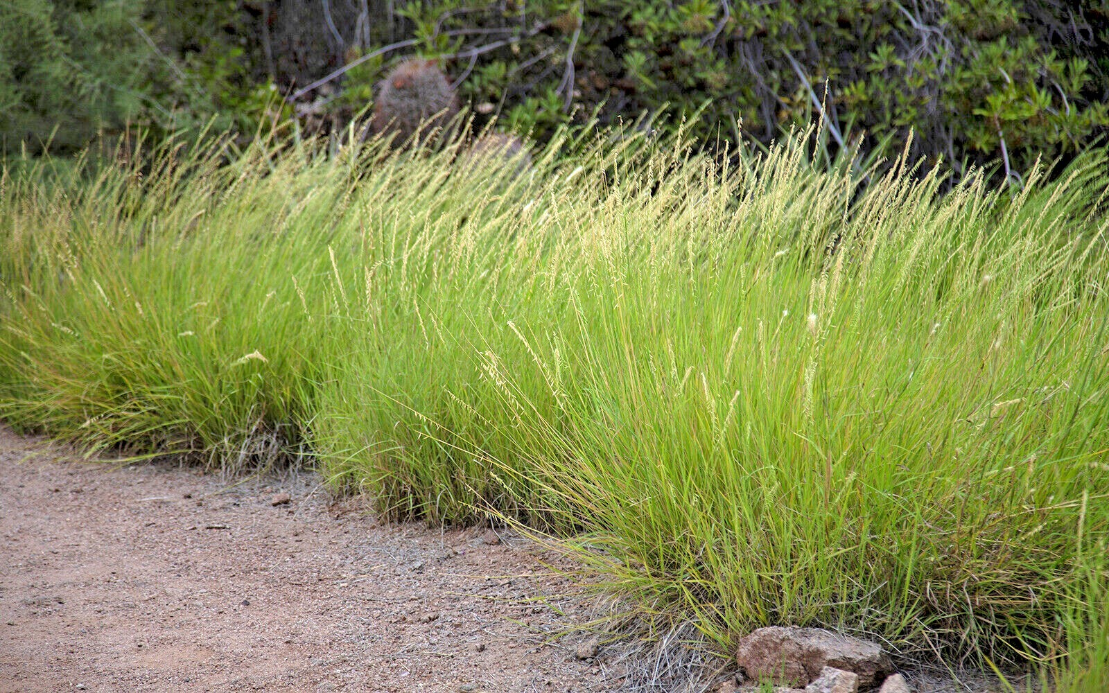 30 SIDEOATS GRAMA GRASS SEEDS – Bouteloua curtipendula
