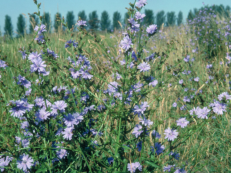 1001+CHICORY Flower Seed Organic Natural Herbal Tea Coffeeweed Edible Wildflower