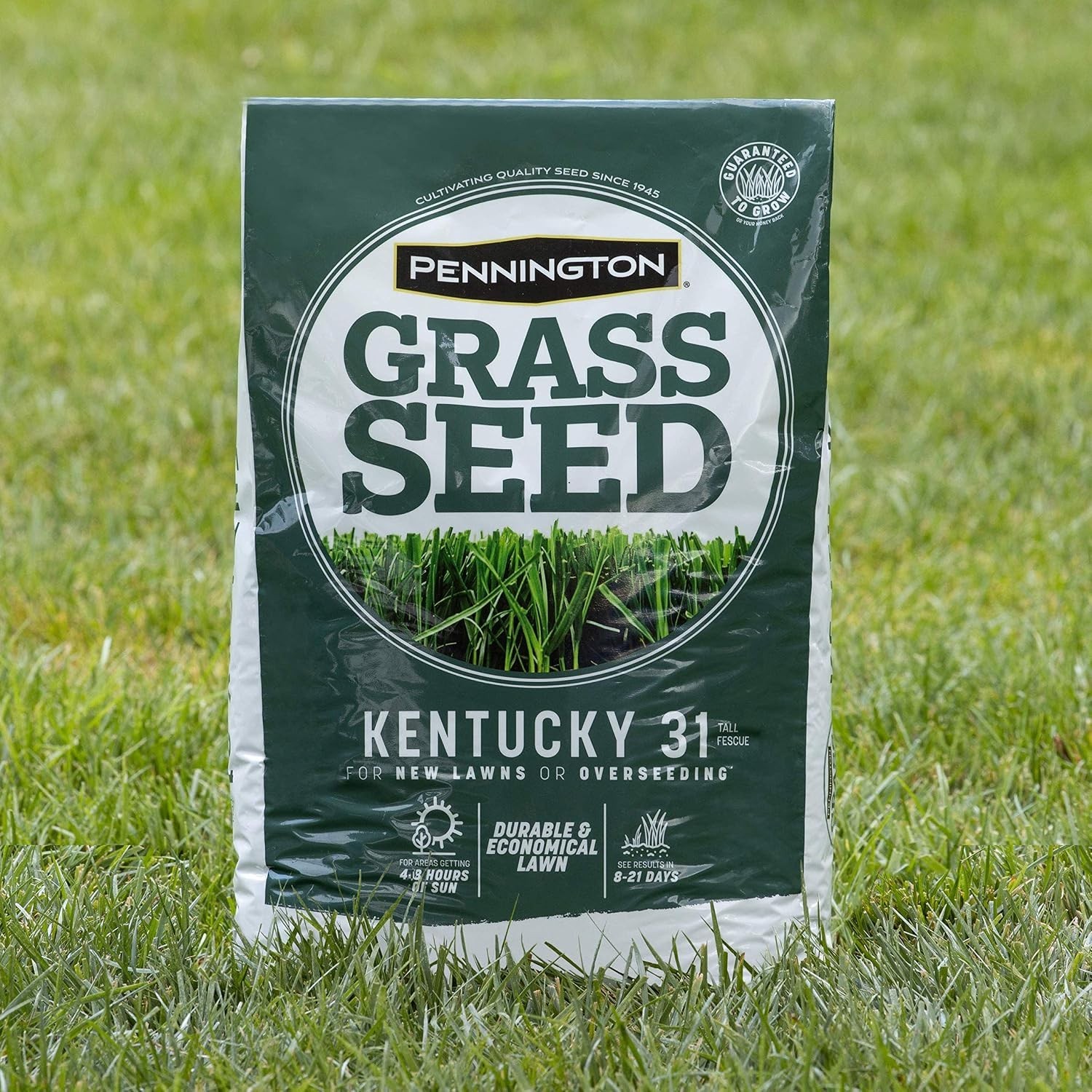 Kentucky 31 Tall Fescue Grass Seed
