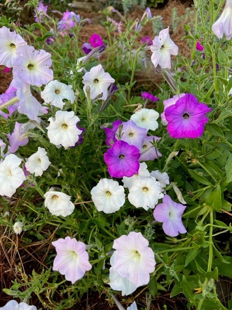 OLD FASHION PETUNIA 200+ SEEDS~MULTICOLOR~RESEEDS~FREE SHIPPING