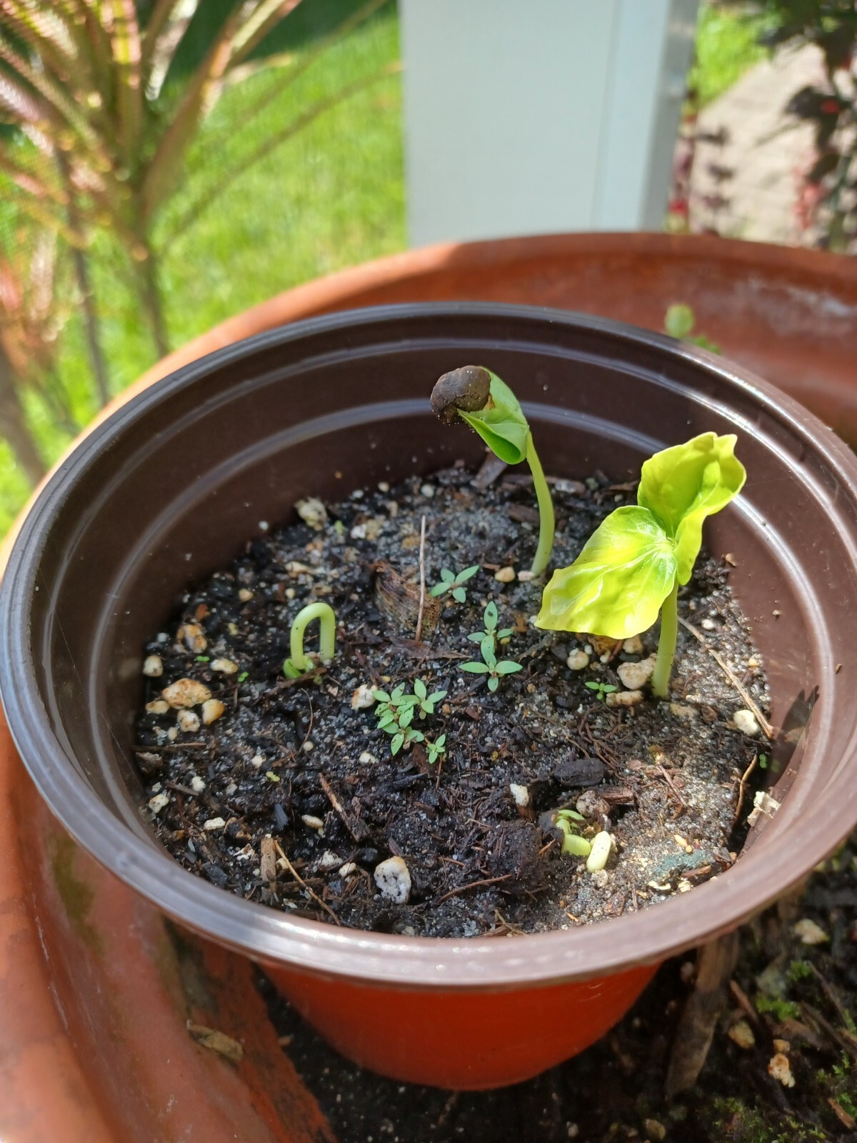 30 Silk Cotton Tree Seeds, Ceiba pentandra (Gathered 2024)