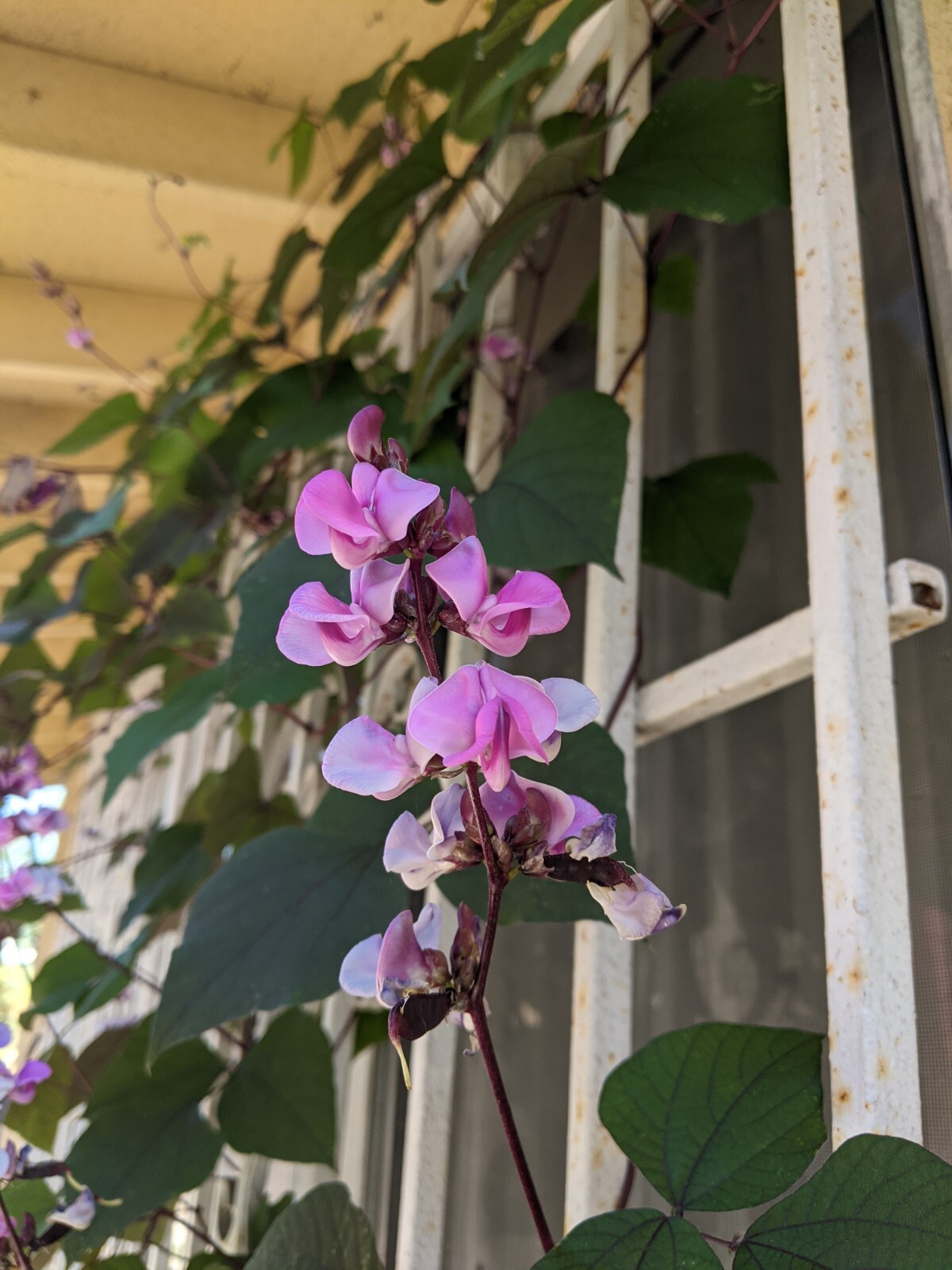 Purple Hyacinth Bean (20+ SEEDS) Lablab purpureus – 2024 Crop – Grown In USA