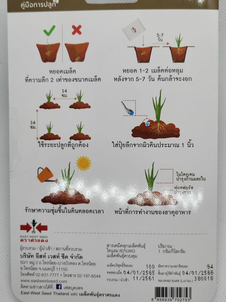 Premium Thai Asian Onion Shallot Seeds