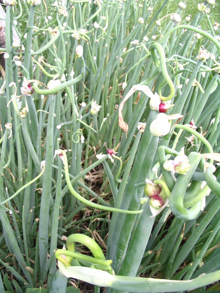 Egyptian Walking Onions, Mature Bulbs and Top Bulblets ~ Naturally Grown