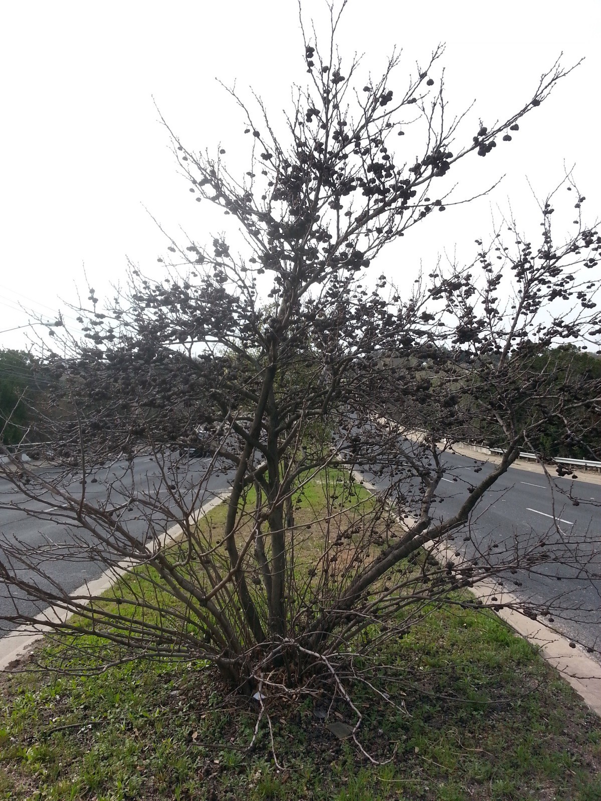 UNGNADIA SPECIOSA, MEXICAN BUCKEYE, FABULOUS NATIVE TREE/SCREENING SHRUB, 15 SDS