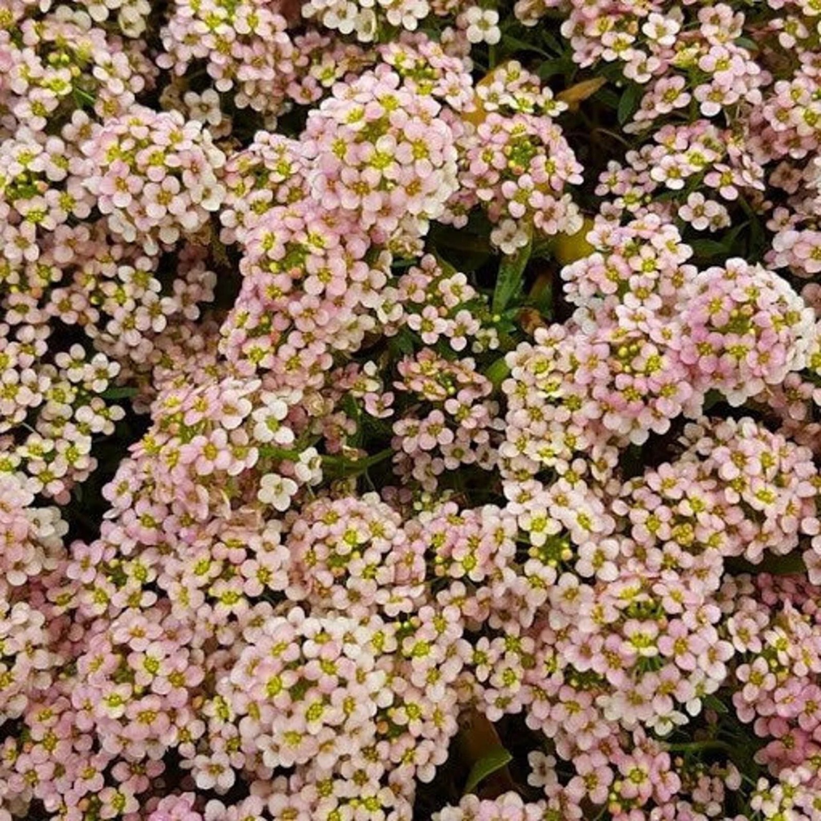 25 Peach Alyssum Seed Groundcover Perennial Fragrant Seeds Carpet Flower