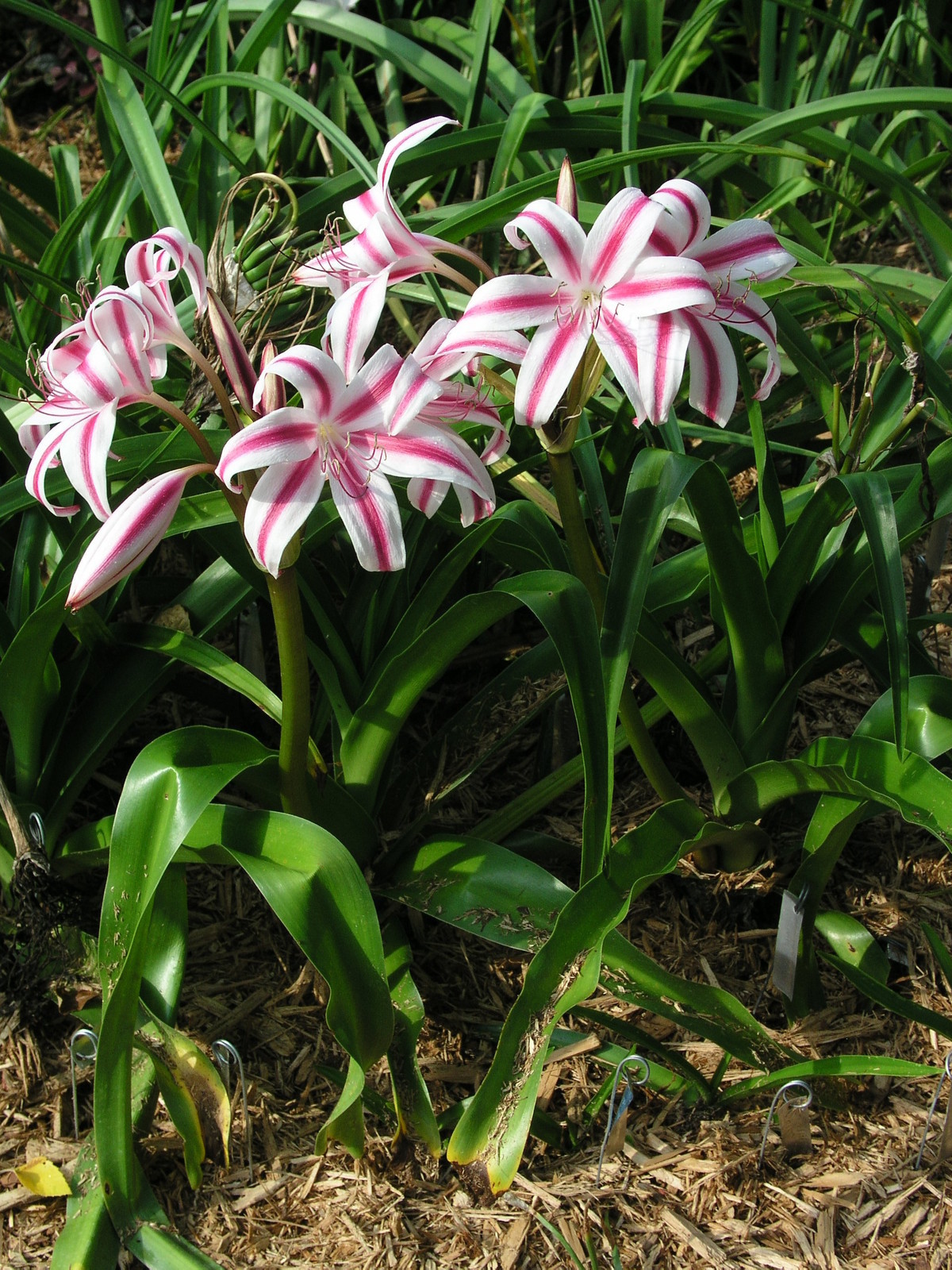 Crinum Lily, Stars & Stripes, medium-size bulb, CHOICE