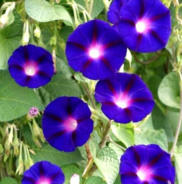 Heavenly Blue Morning Glory Grandpa Ott Ipomoea 30 Seeds BUY 4 GET FREE SHIP