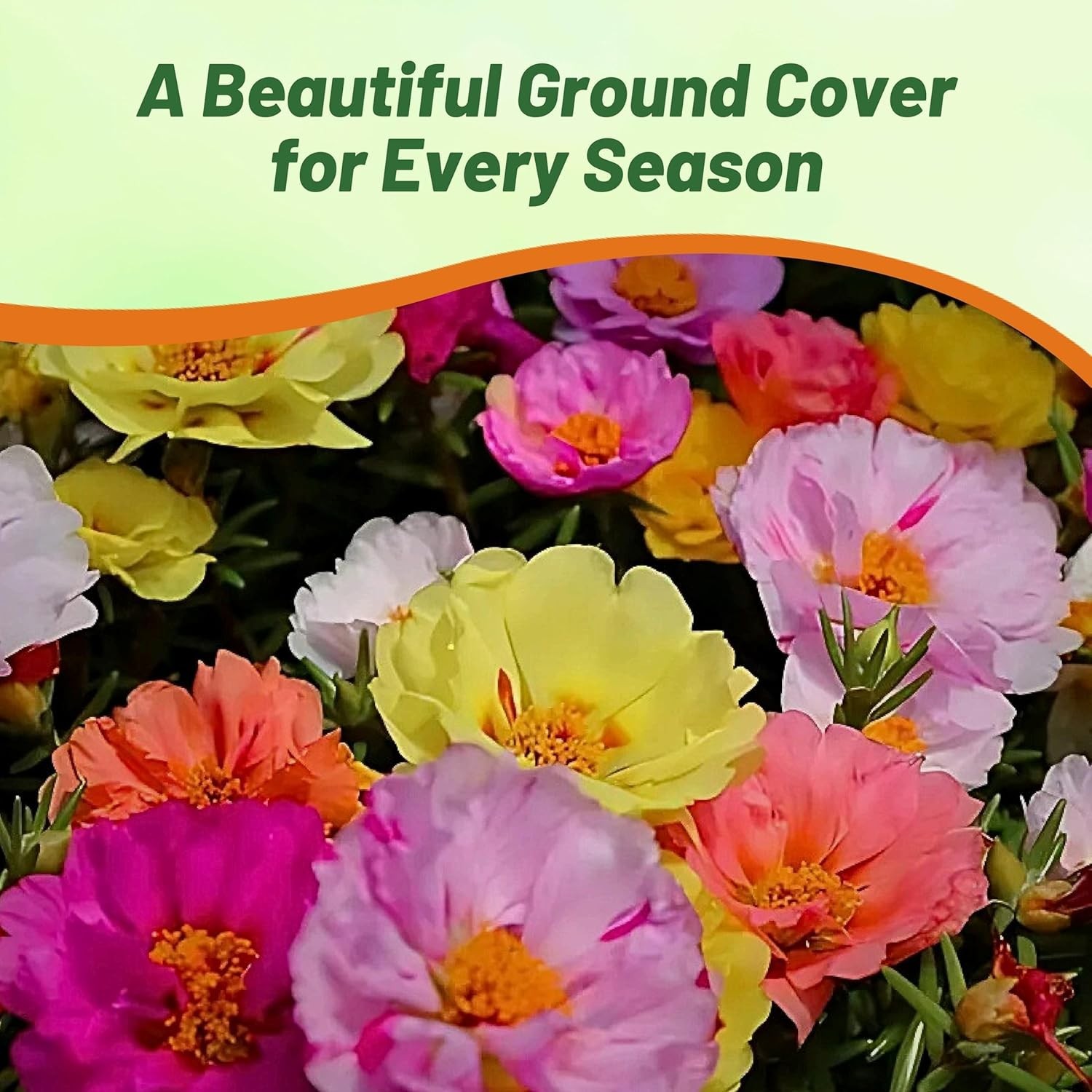 Pollinator-Friendly Moss Rose Seeds – 5000 Pcs for Heat & Drought Resilience