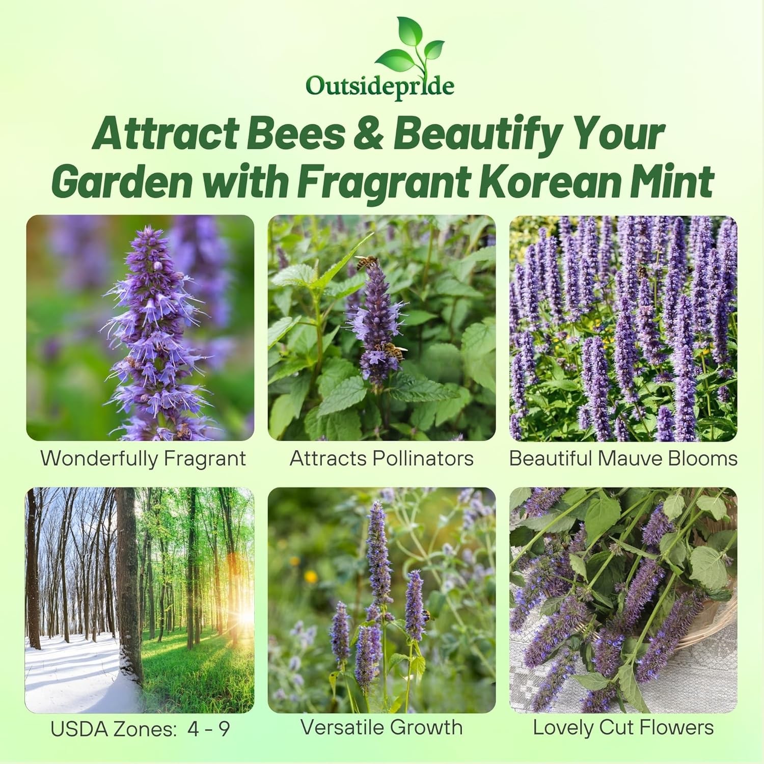 500 Seeds Korean Mint Seed – Agastache Rugosa Herb Seeds