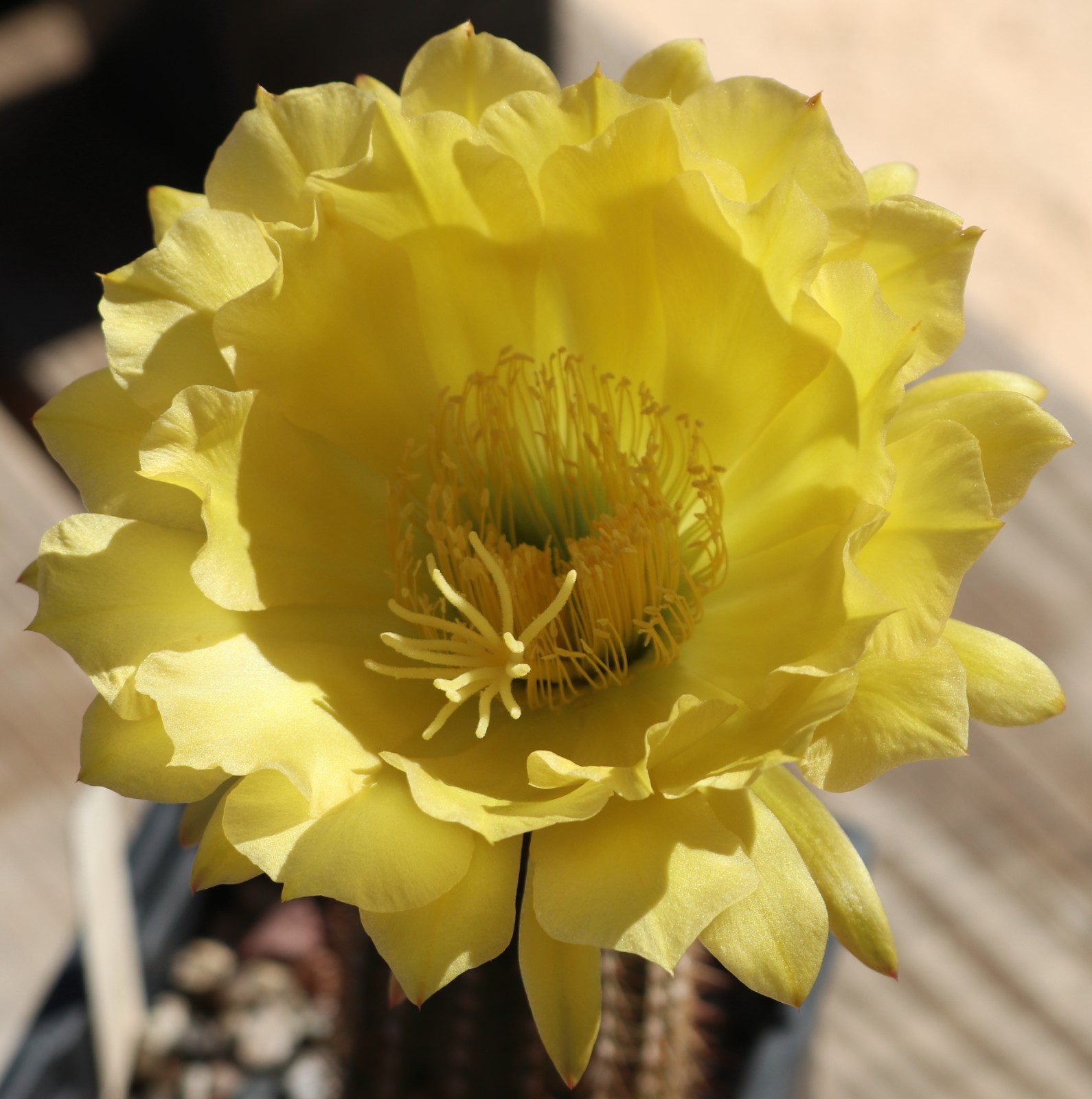 Tricho hybrid ‘Kelly June’