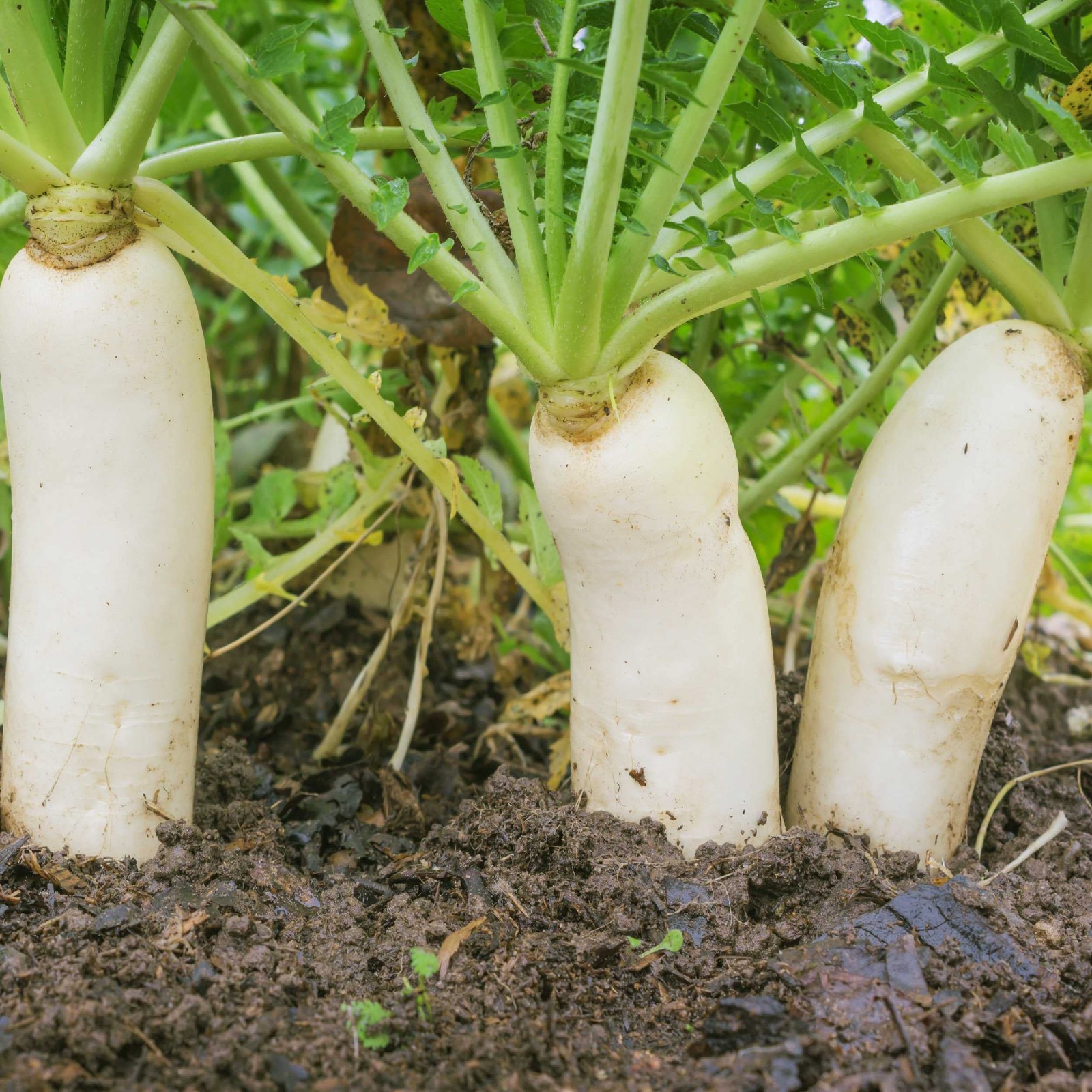 Daikon Radish Seeds – Soil Health, Erosion Control, Cover Crops, and Gardens