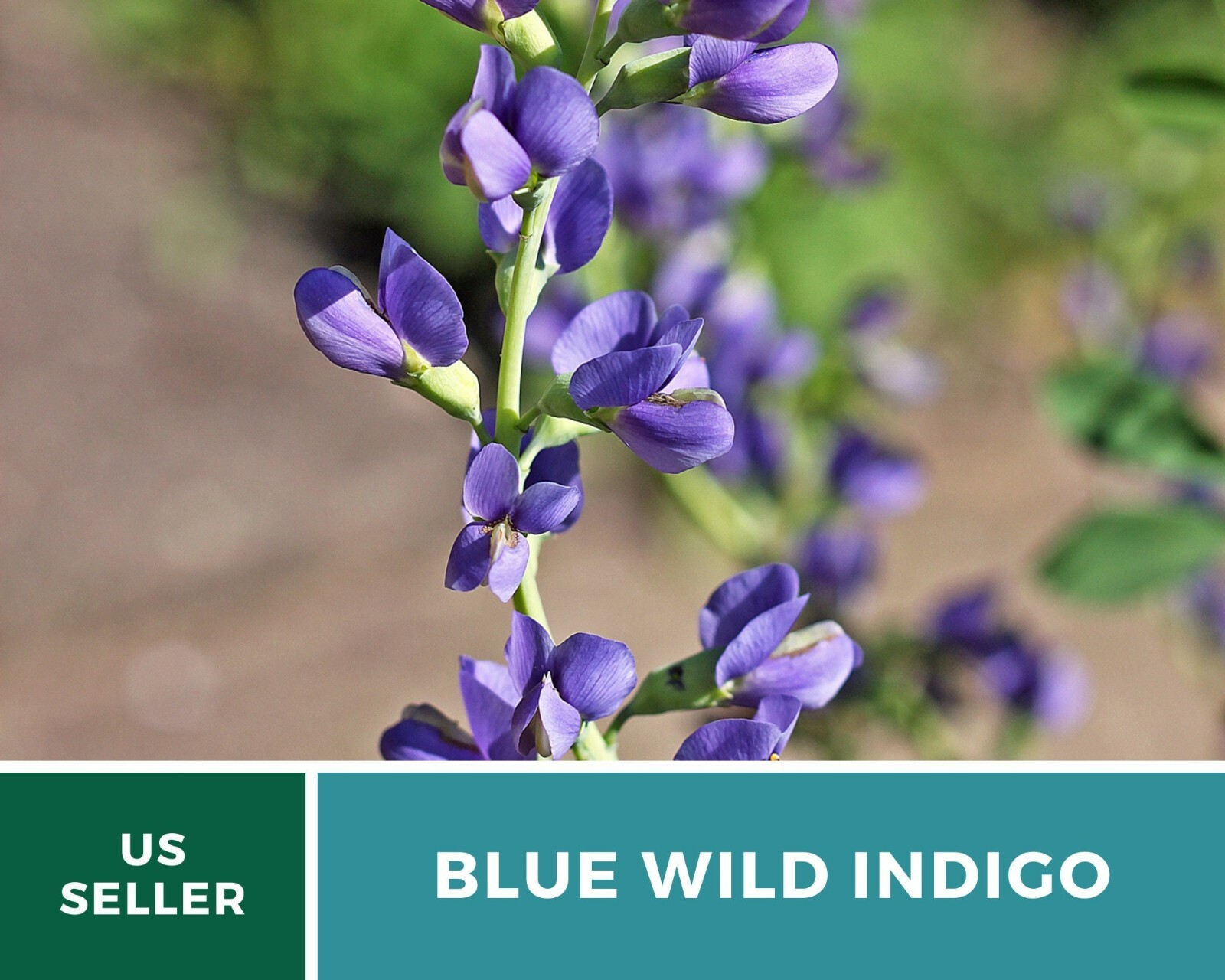 Indigo, Blue Wild – Heirloom Seeds – Brilliant Blue and Purple Blooms