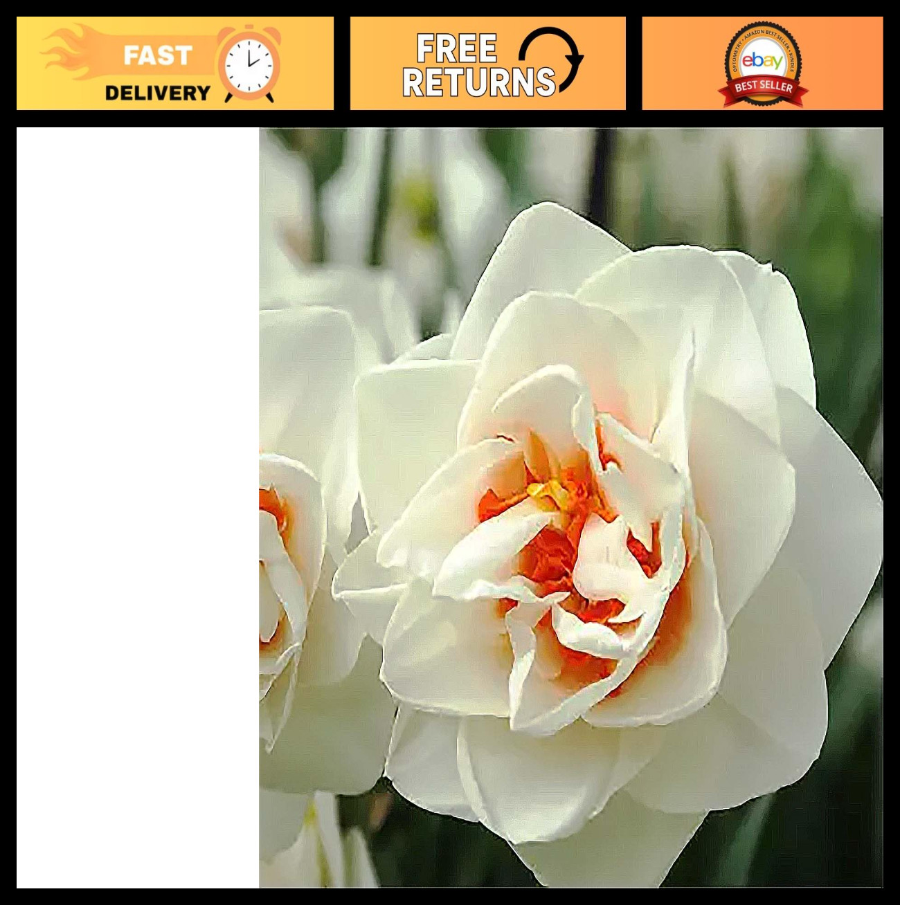 5 Double Daffodil Bulbs – White & Orange Center, Flowering Garden Plants