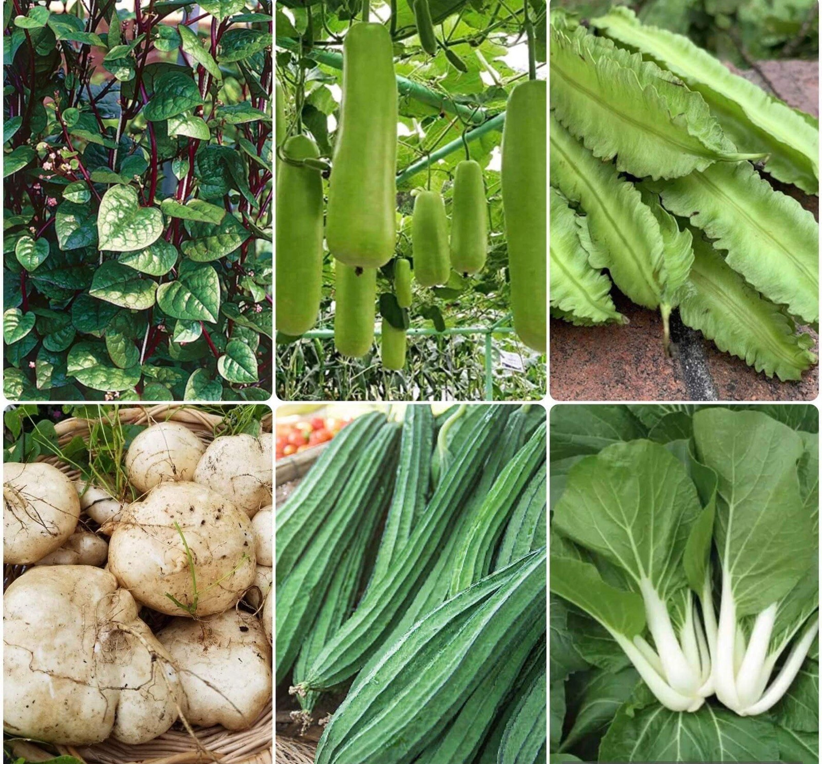15 Packet Bundle – Asian Vegetable SEEDS for Planting