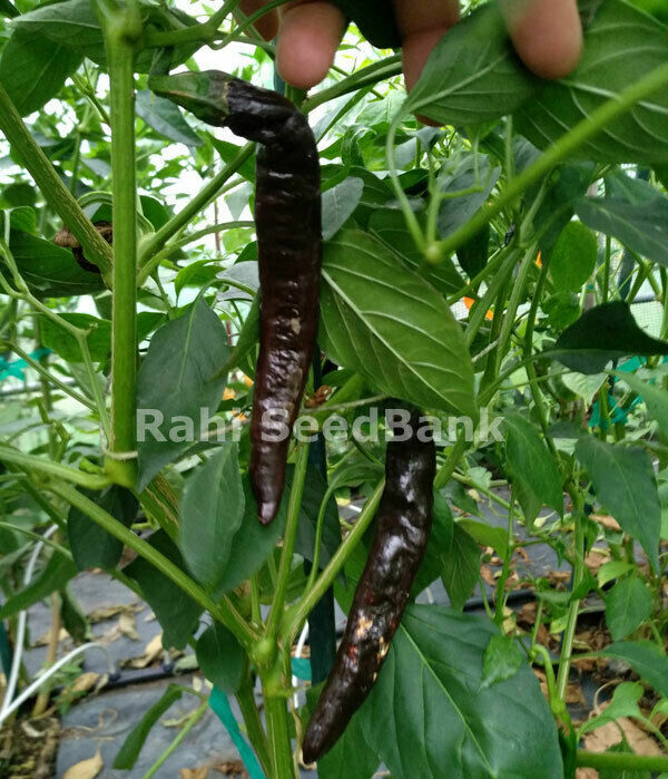 Pasilla Bajio Chilli – A Mild Heat & Slightly Sweet Flavoured Pepper – 10 Seeds