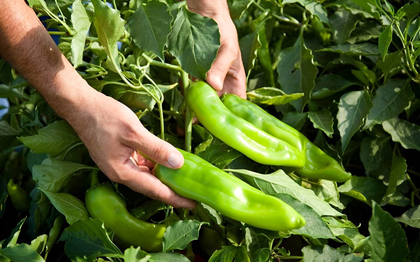 50ct Lumbre Hatch Chili Pepper Seeds Amazing Taste Very Hot – 35-40,000 Scoville