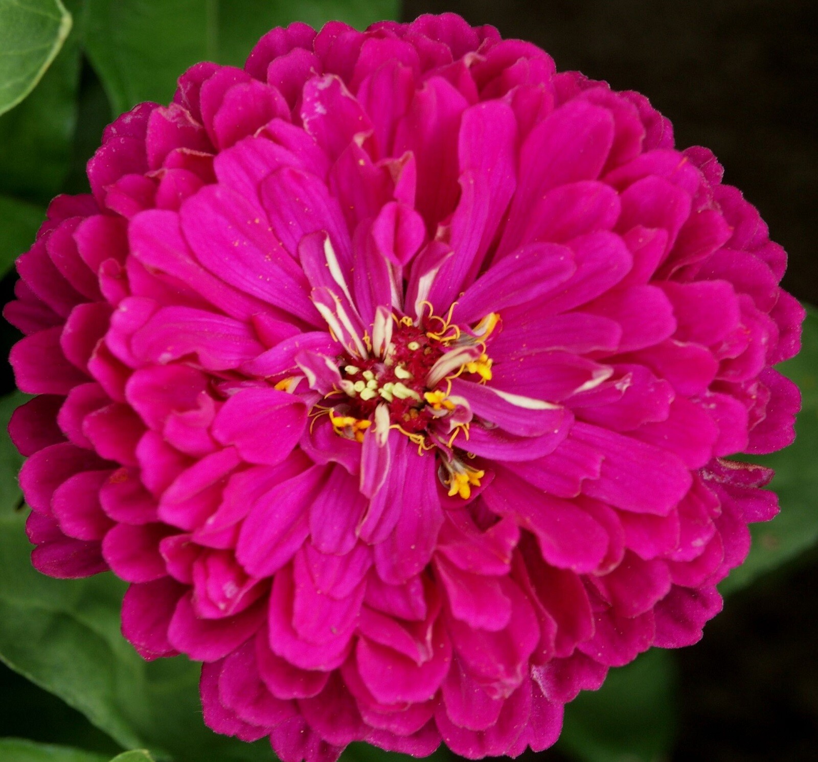 Beautiful Purple Prince Zinnia Seeds 100+ Seeds NON-GMO BUY 4 GET FREE SHIPPING
