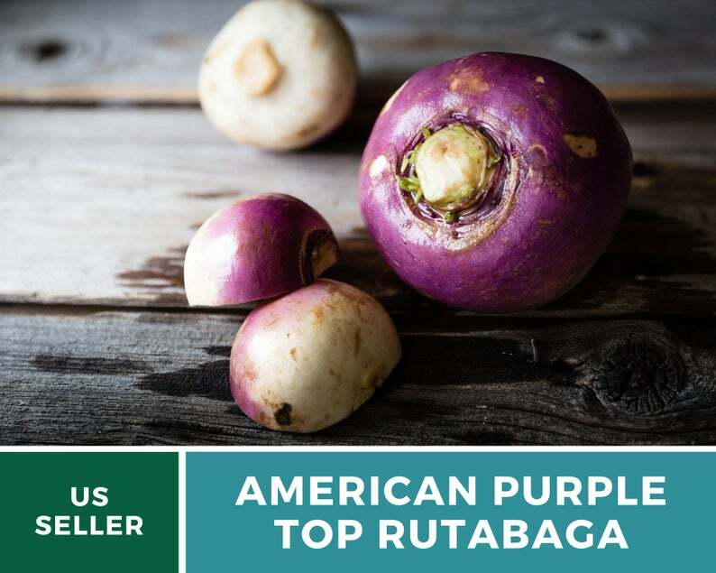 Rutabaga, American Purple Top – 200 Heirloom Seeds – GMO Free (Brassica napus)
