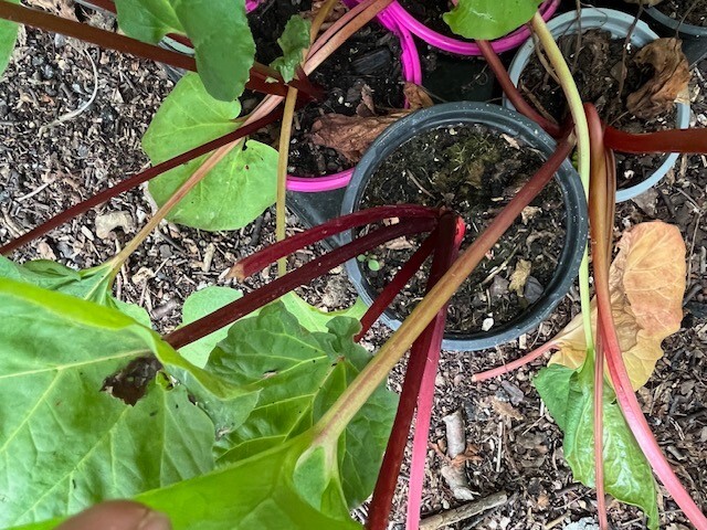 Revolution Rhubarb – Hybrid Rheum – 20 Seeds (Limited Availability)