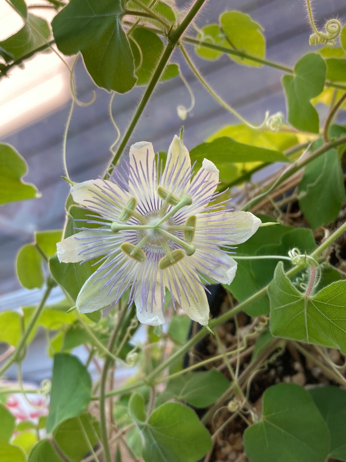 Passiflora foetida Seeds, Stinking Passion Flower Strange Flowering Vine Plant