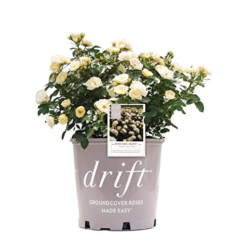 Popcorn Drift Rose 1 Gallon