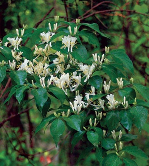 10+ Seeds Amur Honeysuckle (Lonicera maackii), AKA – Winter or Shrub Honeysuckle