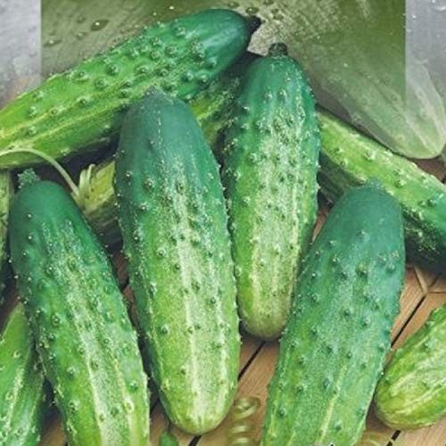 Seeds Cucumber Rodnichok F1 (Cucumis sativus L.) Source Pickling Heirloom Ope…