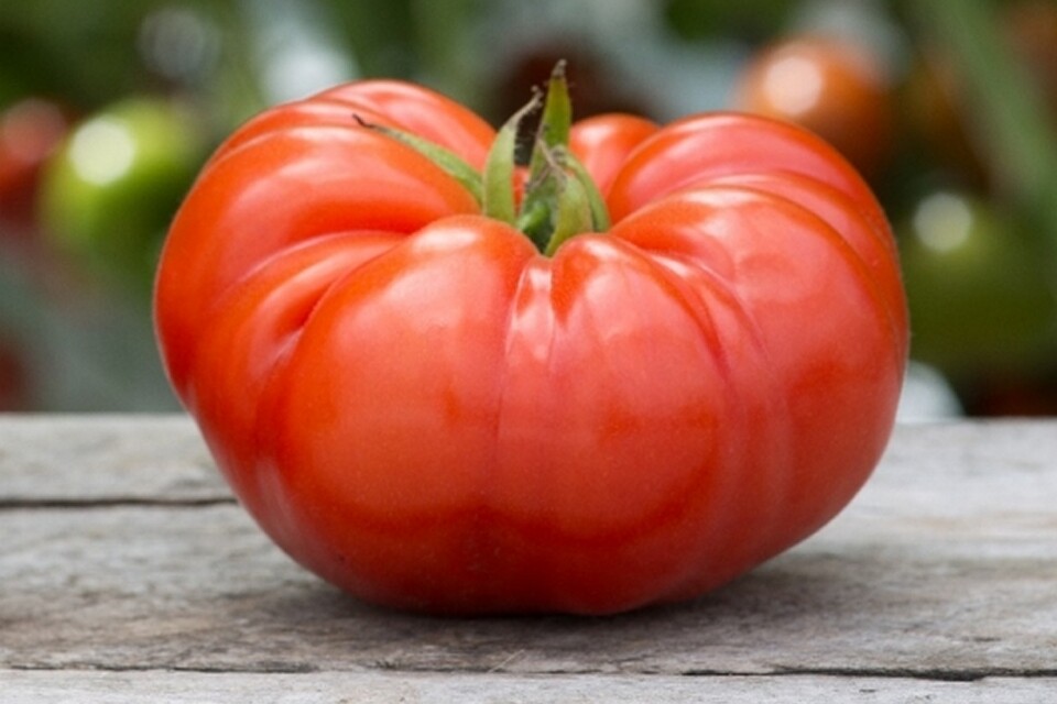 LARGE Beefsteak Amish Tomato 2 LB+ HEIRLOOM 50+ seeds PREMIUM strain 100%Organic