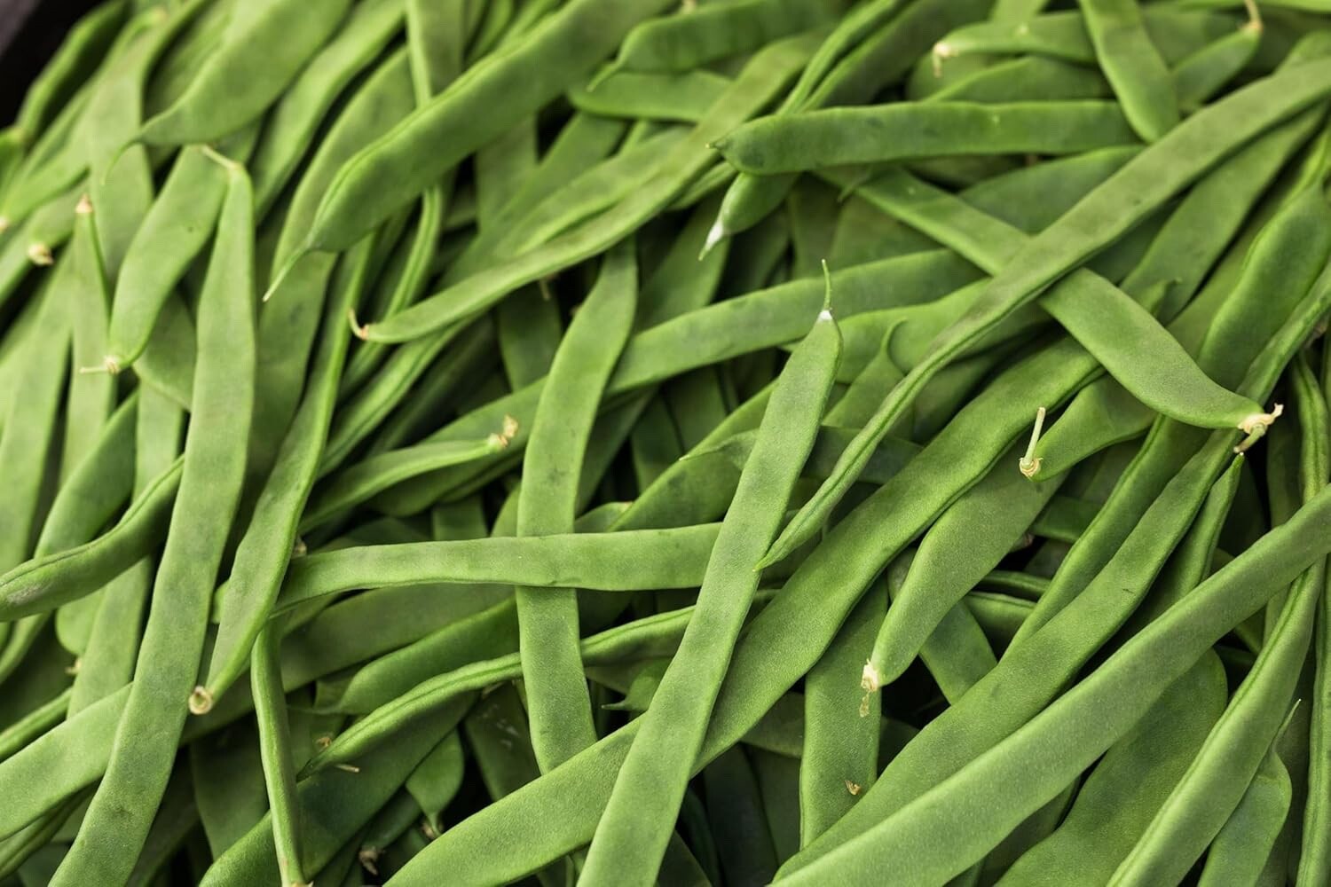 Romano Pole Bean Seeds 20 Seeds Qing Bian Beans