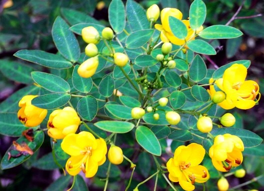 Cassia tora SICKLE SENNA Yellow flowers SEEDS!