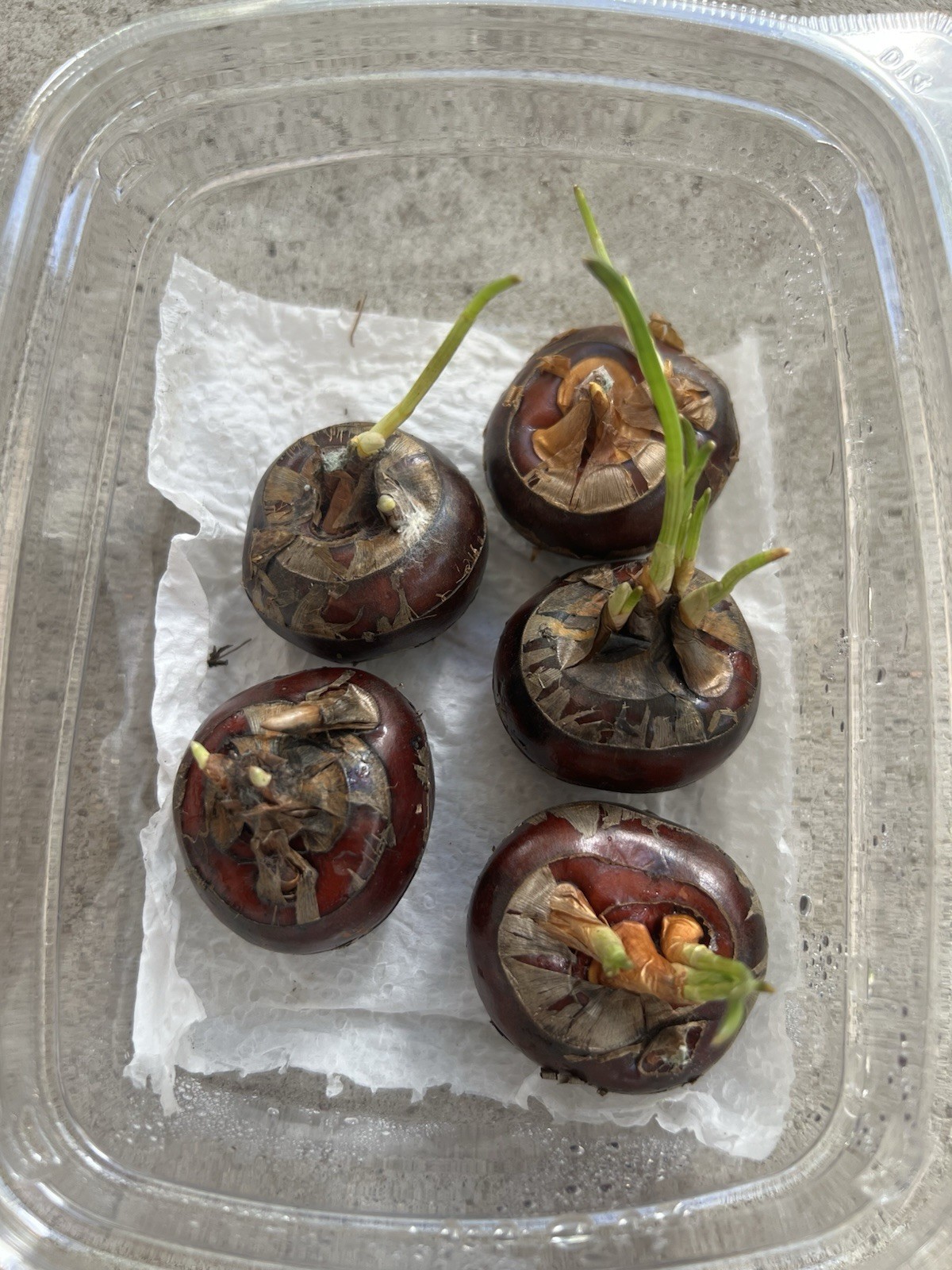 5pcs Sprouted Water Chestnut Bulbs Eleocharis Dulcis Ready to Plant