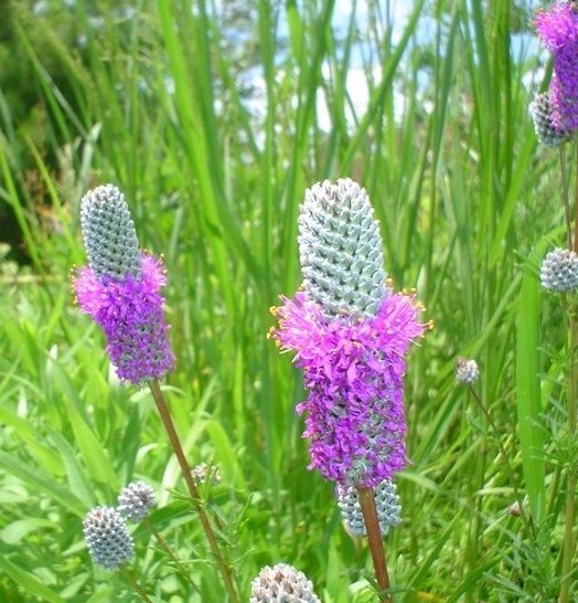 500+PURPLE PRAIRIE CLOVER Seeds Wildflower Nitrogen Fixing Drought Heat Cold